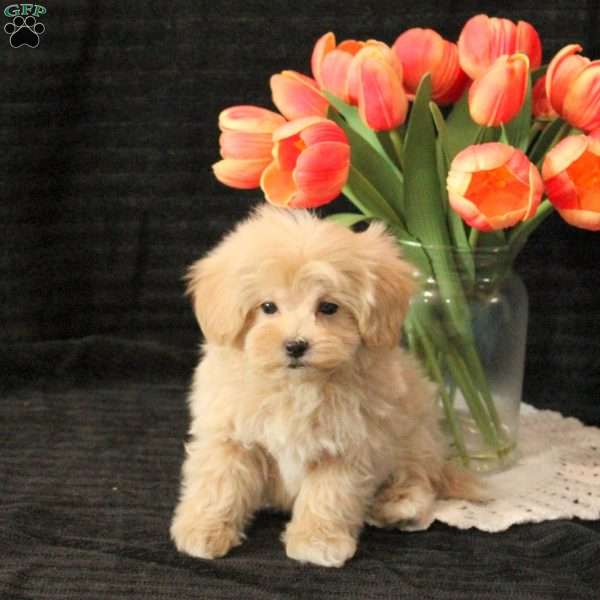 Logan, Maltipoo Puppy