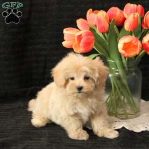 Logan, Maltipoo Puppy