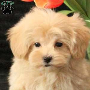 Logan, Maltipoo Puppy