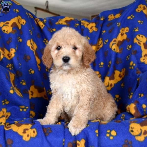 Lolli, Goldendoodle Puppy