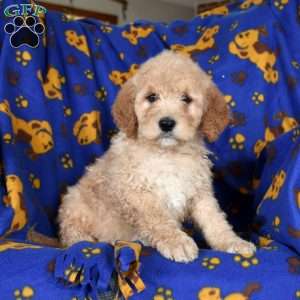 Lolli, Goldendoodle Puppy