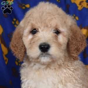 Lolli, Goldendoodle Puppy