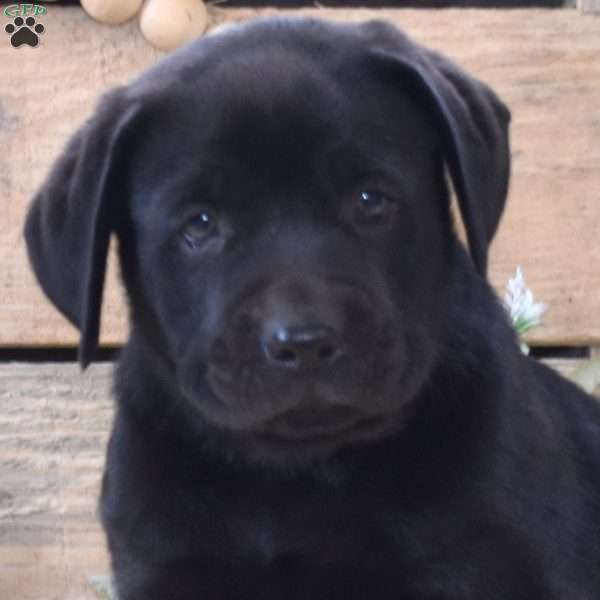 Lollipop, Boxador Puppy