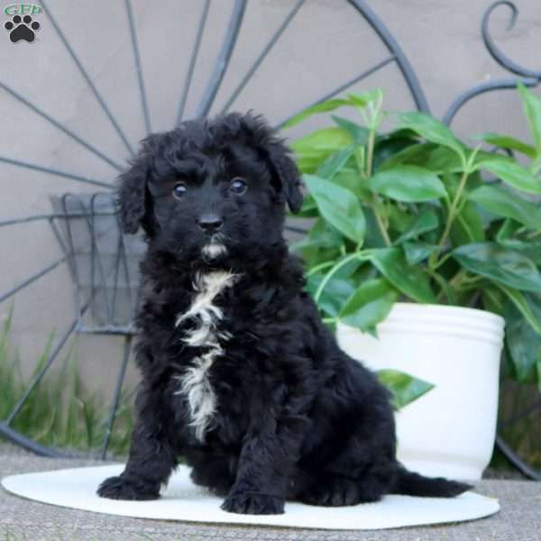 Lonnie, Mini Bernedoodle Puppy
