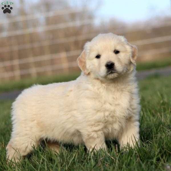 Lonnie, Golden Retriever Puppy