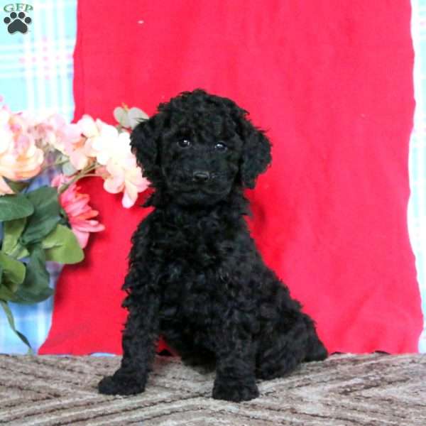 Lonnie-Moyen, Miniature Poodle Puppy