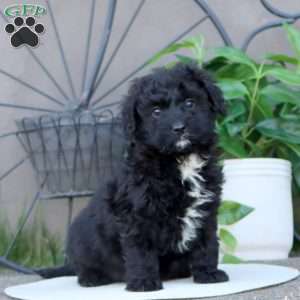 Lonnie, Mini Bernedoodle Puppy