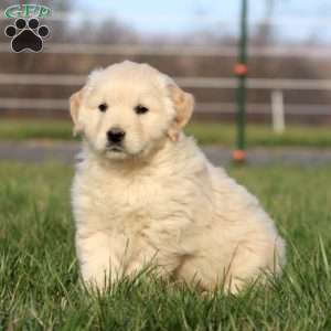 Lonnie, Golden Retriever Puppy