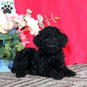 Lonnie-Moyen, Miniature Poodle Puppy
