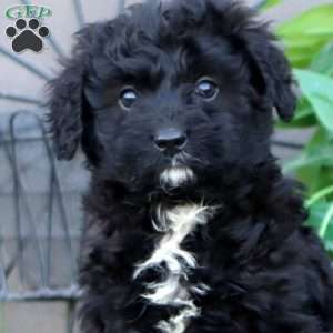 Lonnie, Mini Bernedoodle Puppy