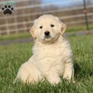 Lonnie, Golden Retriever Puppy