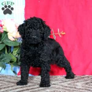 Lonnie-Moyen, Miniature Poodle Puppy