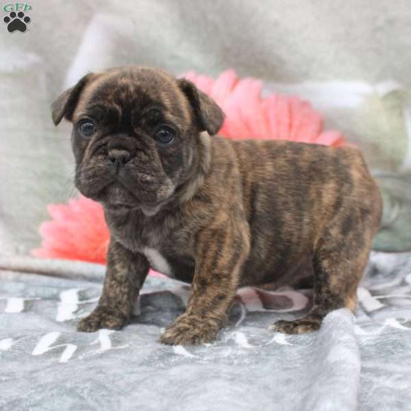 Lorelei, French Bulldog Puppy