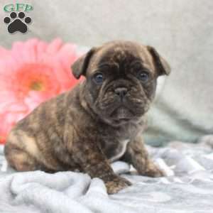 Lorelei, French Bulldog Puppy