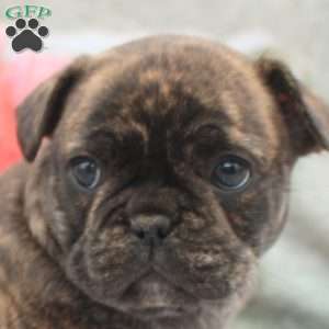 Lorelei, French Bulldog Puppy
