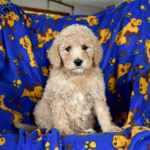 Loretta, Goldendoodle Puppy