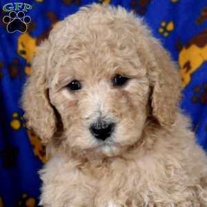 Loretta, Goldendoodle Puppy