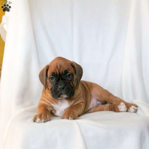 Lori, Boxer Puppy
