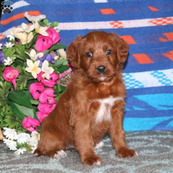 Lori, Labradoodle Puppy