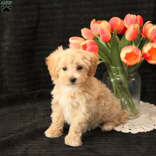 Louie, Maltipoo Puppy