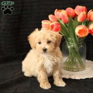 Louie, Maltipoo Puppy
