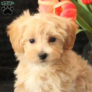 Louie, Maltipoo Puppy