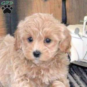 Luna, Maltipoo Puppy