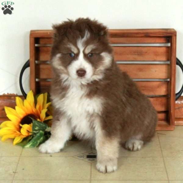 Lucas, Pomsky Puppy