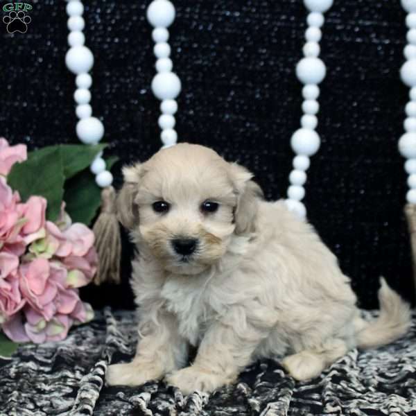 Lucas, Maltipoo Puppy