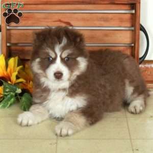 Lucas, Pomsky Puppy