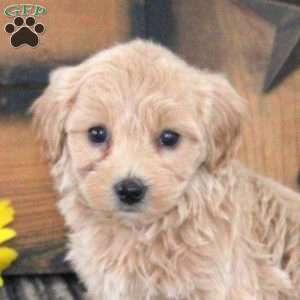Lucas, Maltipoo Puppy