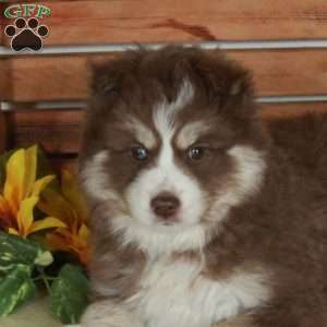 Lucas, Pomsky Puppy