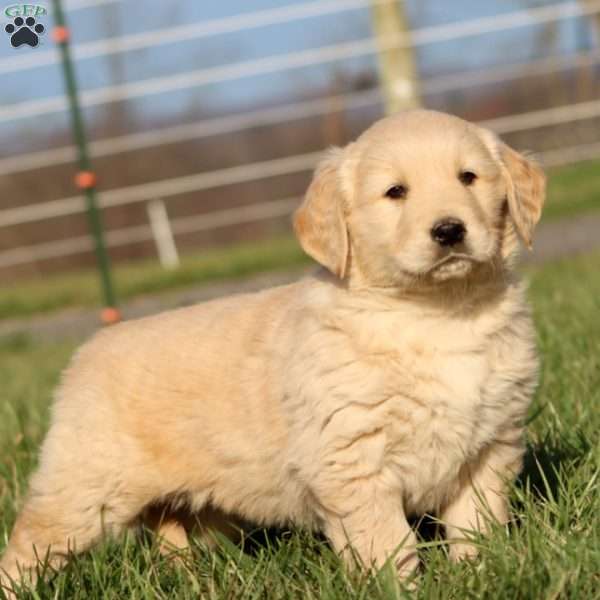 Lucas, Golden Retriever Puppy