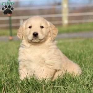 Lucas, Golden Retriever Puppy