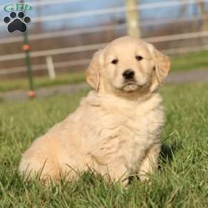 Lucas, Golden Retriever Puppy