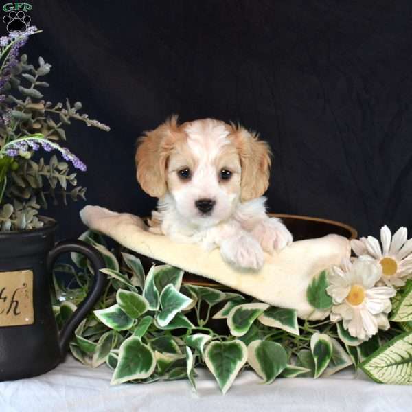 Lucky, Cavachon Puppy