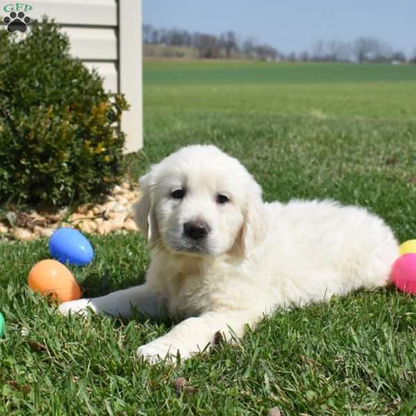 Lucky, English Cream Golden Retriever Puppy