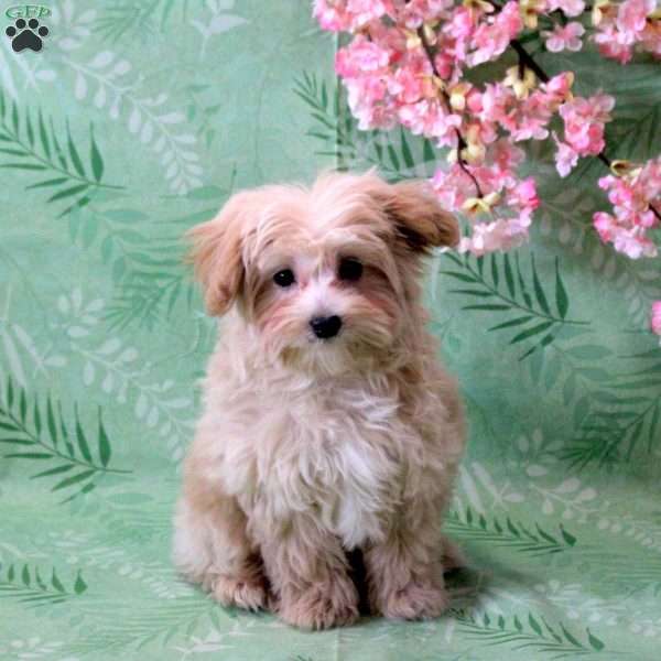 Lucky, Maltipoo Puppy