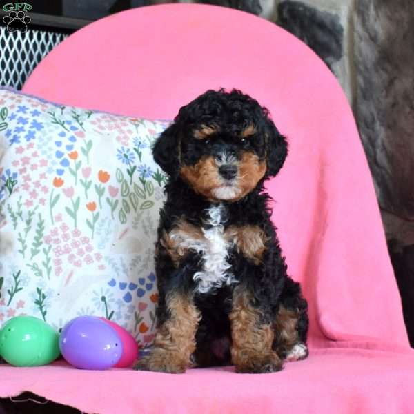 Lucky, Miniature Poodle Puppy