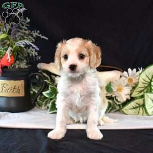 Lucky, Cavachon Puppy
