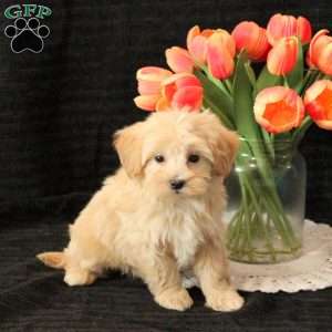 Lucky, Maltipoo Puppy