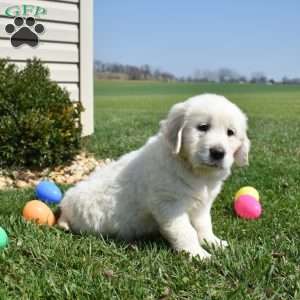 Lucky, English Cream Golden Retriever Puppy