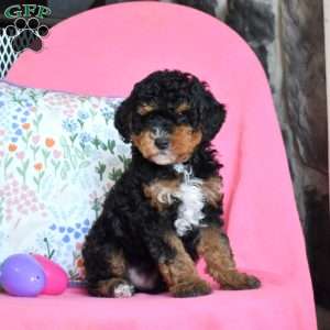 Lucky, Miniature Poodle Puppy