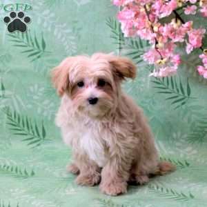 Lucky, Maltipoo Puppy