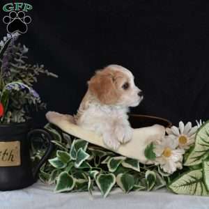 Lucky, Cavachon Puppy