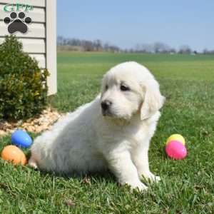 Lucky, English Cream Golden Retriever Puppy