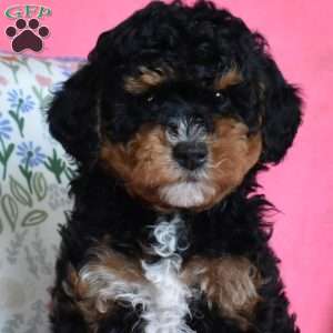 Lucky, Miniature Poodle Puppy