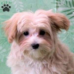 Lucky, Maltipoo Puppy
