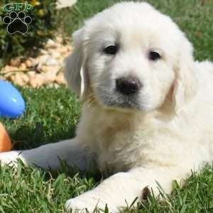 Lucky, English Cream Golden Retriever Puppy