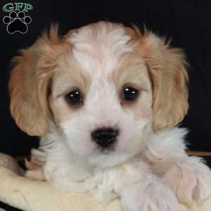 Lucky, Cavachon Puppy